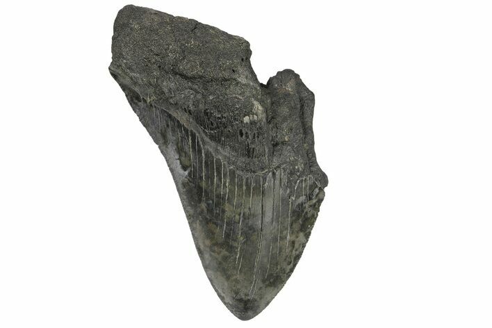 Partial, Fossil Megalodon Tooth - Sharply Serrated #170516